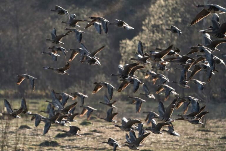 Костромичи требуют прекратить отстрел диких гусей в Кологриве
