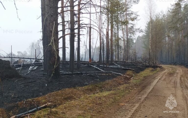 Площадь торфяного пожара в Костромской области увеличилась в 1,6 раза