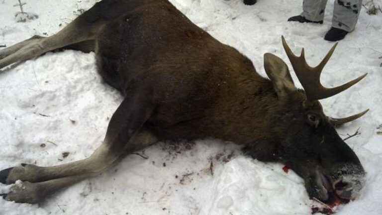 Костромские чиновники требуют наказания для ивановца, убившего лосей
